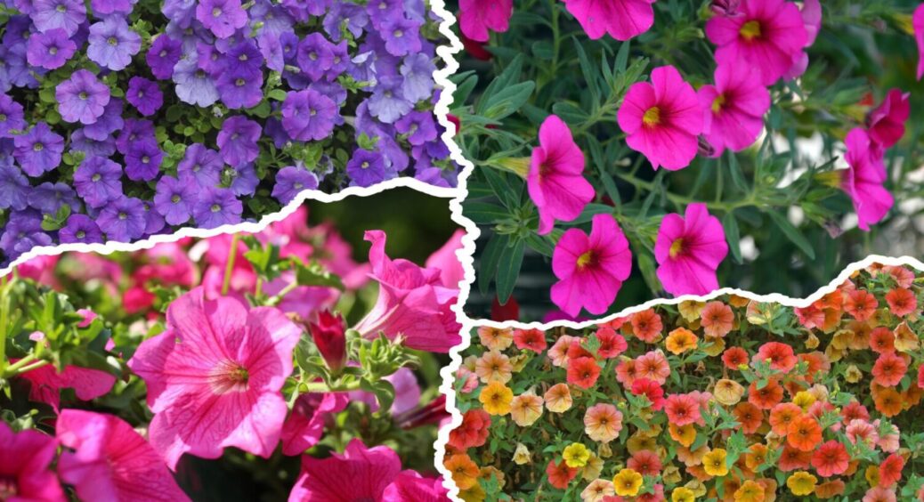 1 склянка добрива з кухні – і петунія цвіте всю зиму: чим підживити квітку прямо зараз 