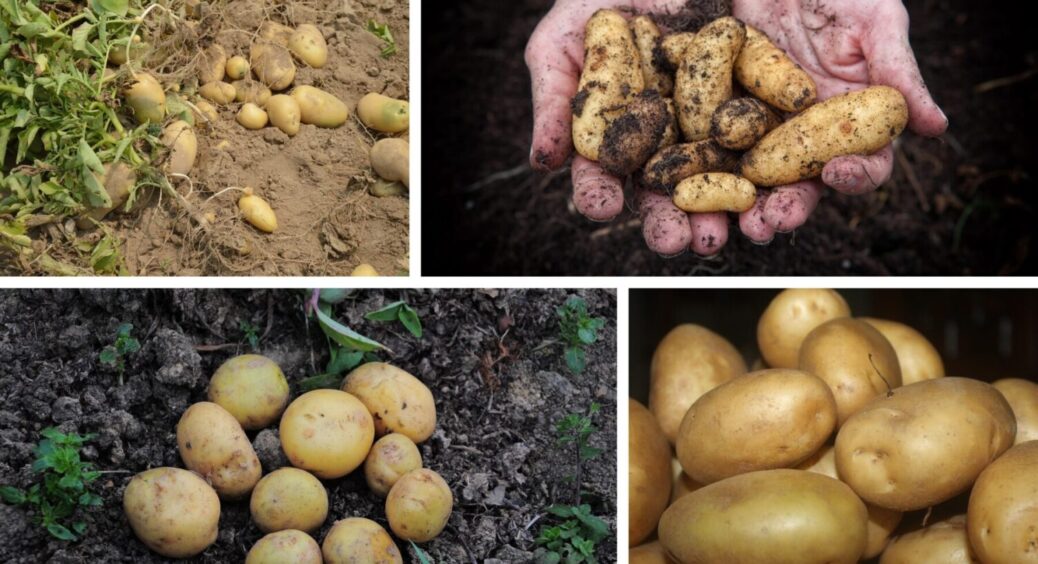 Жодної гнилої картоплини за зиму 2025: ось як мій дід зберігає урожай ідеальним аж до літа 