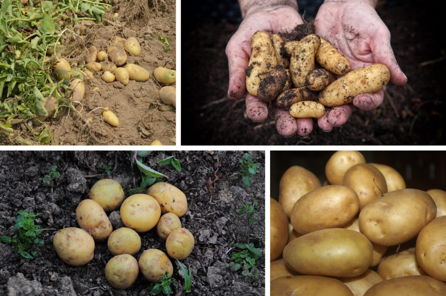 Дачники розповіли, що внести в ґрунт восени, щоб зібрати рясний врожай картоплі