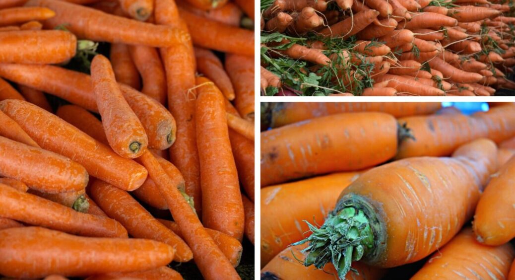 Їм її і взимку, і навесні, і влітку: 3 сорти смачної моркви, без яких мій город – не город 