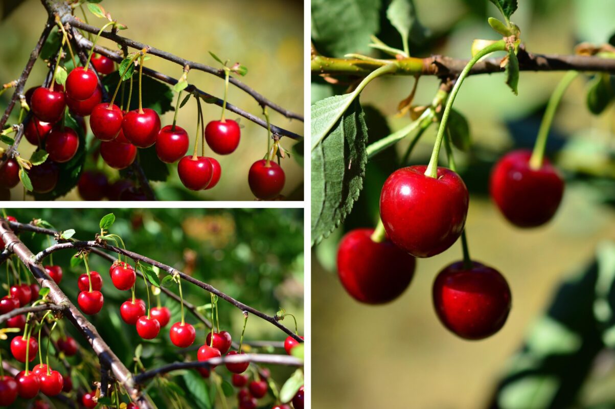 Садівники розповіли, як захистити вишню від морозів вже у листопаді 2025
