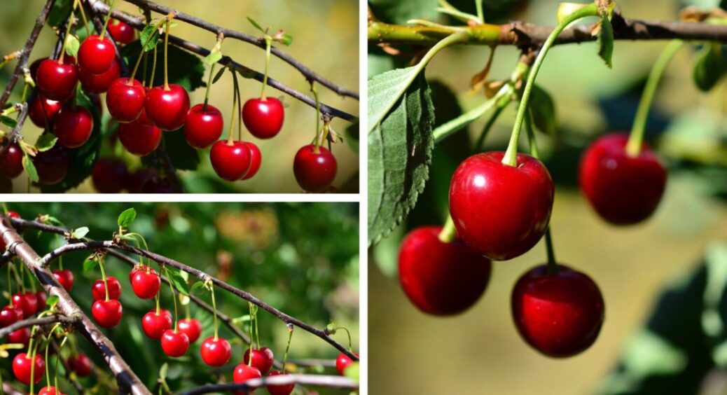 Вже навесні 2026 буде результат! Ось як слід підготувати вишню до зими й підвищити її врожай 