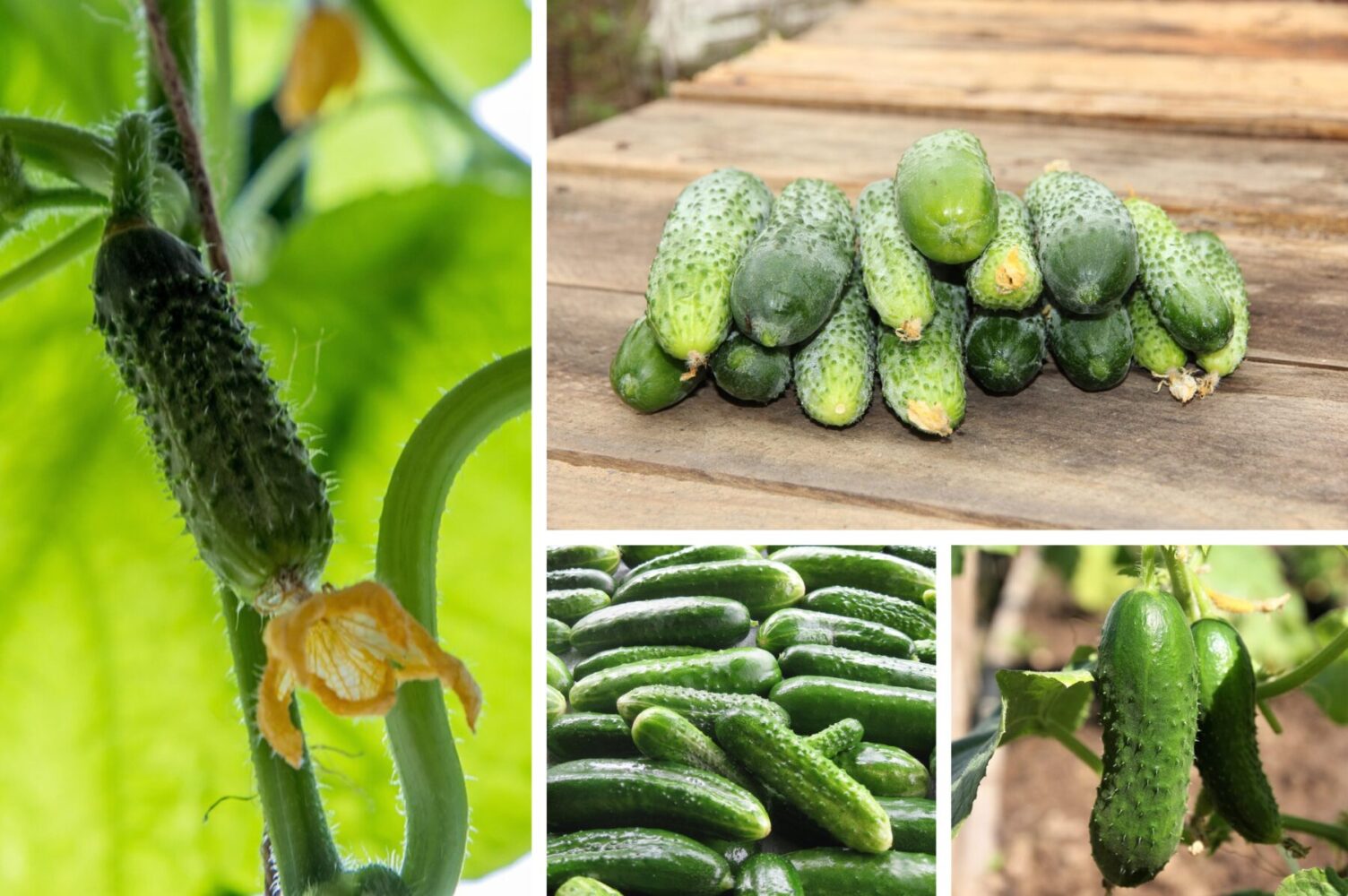 Агрономи розсекретили три сорти огірків, які плодоносять в спеку та в холод