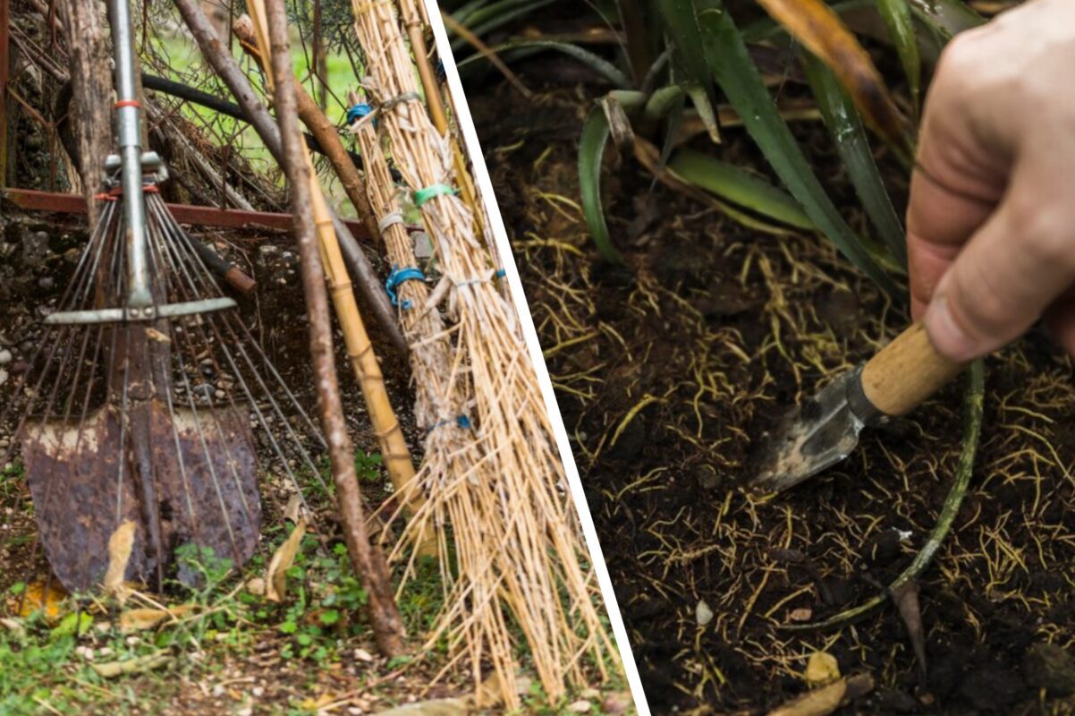 Дачники розповіли, який матеріал використовувати для мульчування плодових дерев