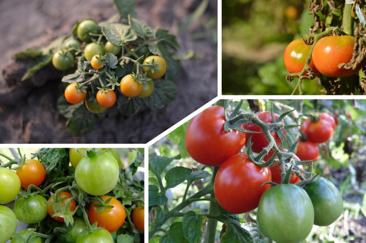 Агрономи назвали найкращі сорти томатів, які можна посіяти прямо зараз