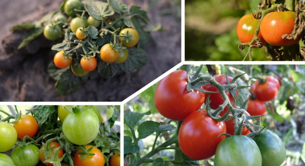 З року в рік саджаю лише їх: 5 сортів томатів, які родять відрами навіть без догляду 