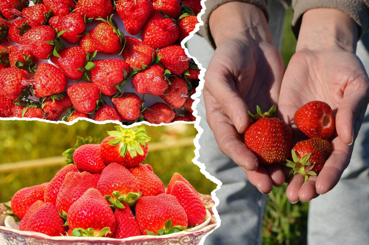 Садівники розповіли, чим підживити полуницю в листопаді для рясного врожаю 2026