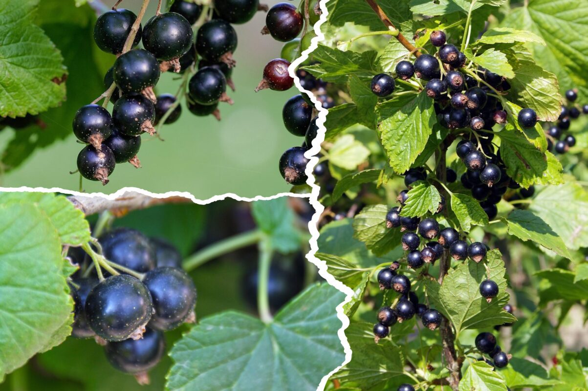 Агрономи розповіли, які сорти чорної смородини посадити восени 2025