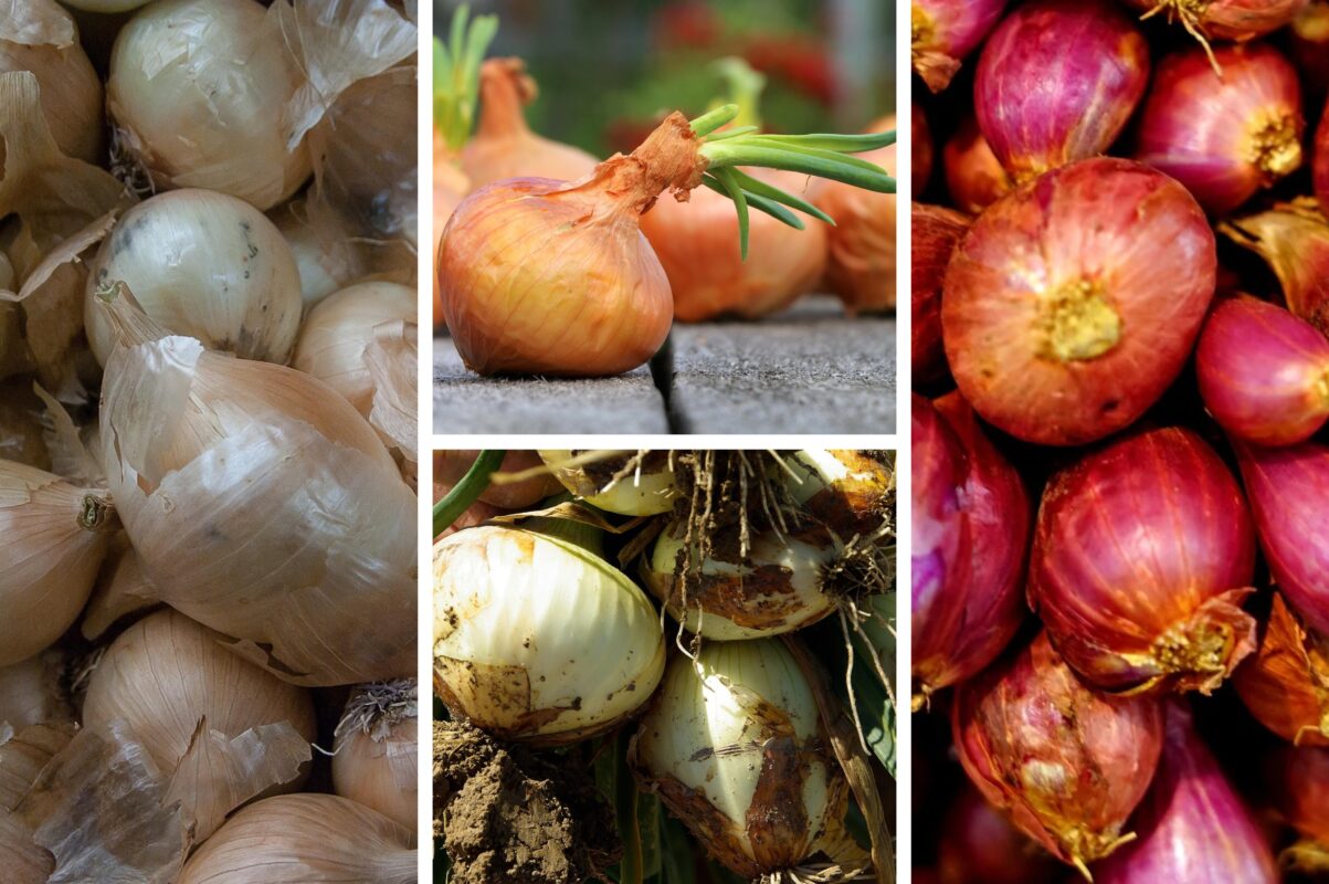 Городники розсекретили дієвий спосіб, як зберегти врожай цибулі до весни 2026