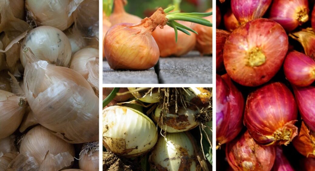 Цибуля по 500 г і більше: 1 підживка в ґрунт і врожайність овочу зросте вдвічі 