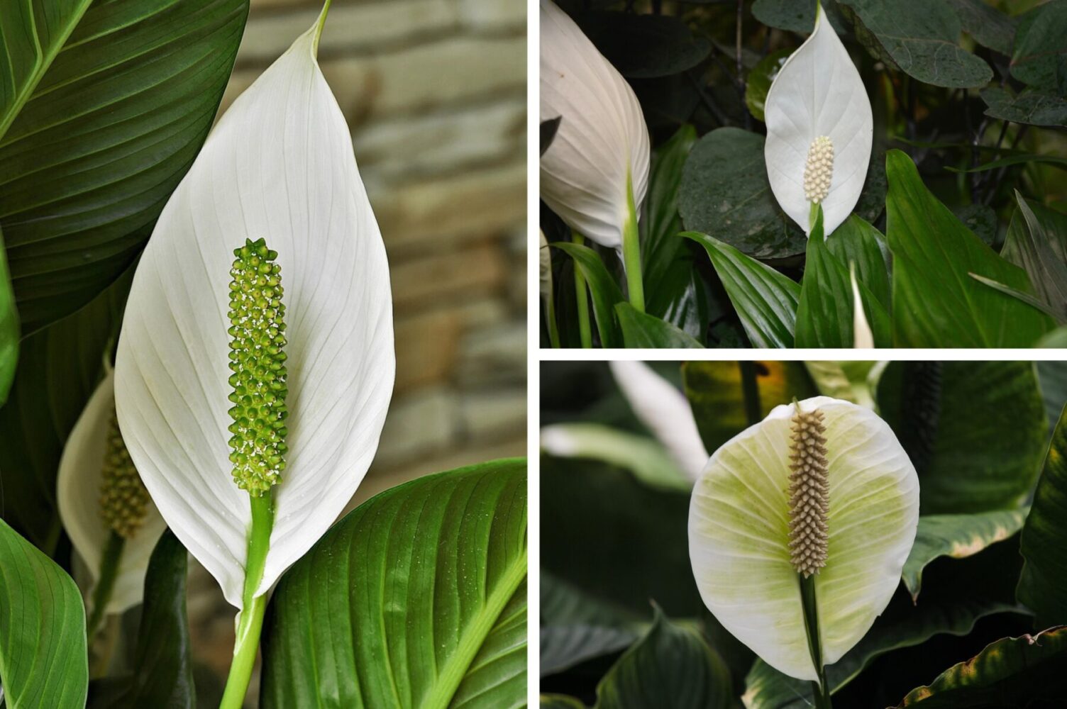 Квітникарі розповіли, що слід зробити зі спатифілумом, щоб стимулювати цвітіння