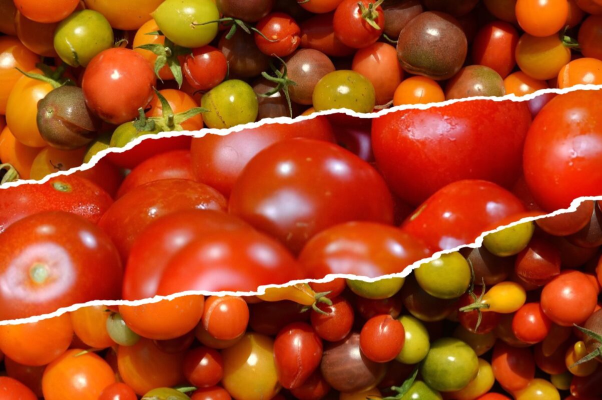 Городники розповіли, як виростити томати вдома на підвіконні