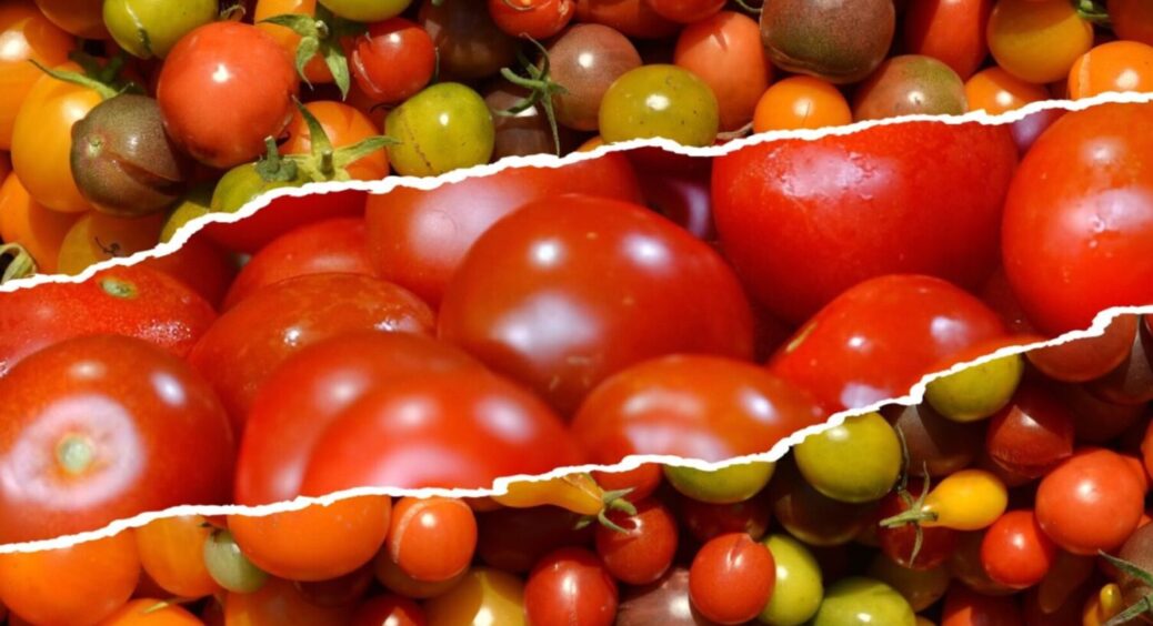 Якщо не маєте городу – підвіконня вам у поміч! Як виростити помідори прямо вдома за 45 днів 