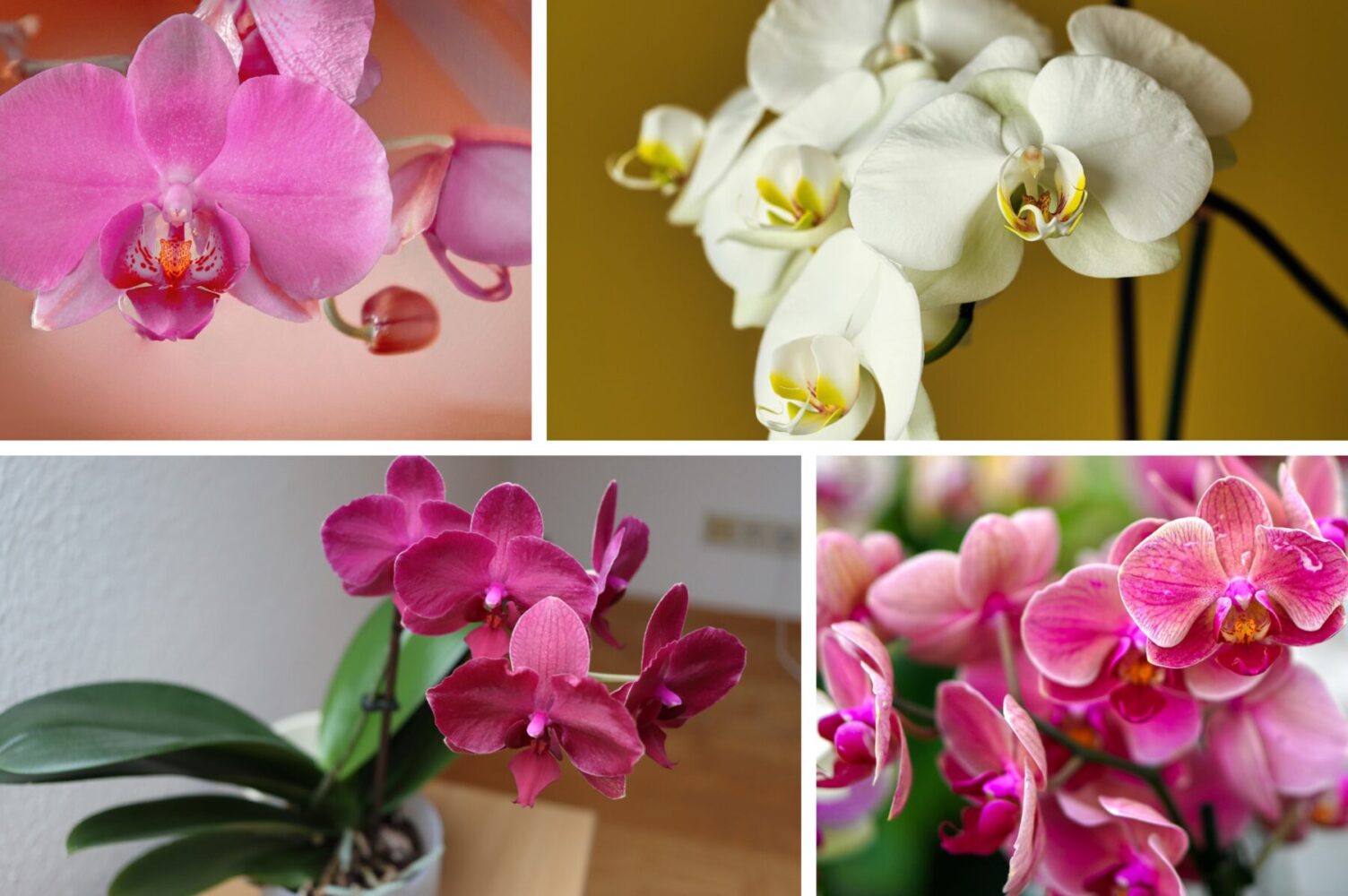 Садівники розповіли, що слід зробити з орхідеєю зараз для пишного цвітіння