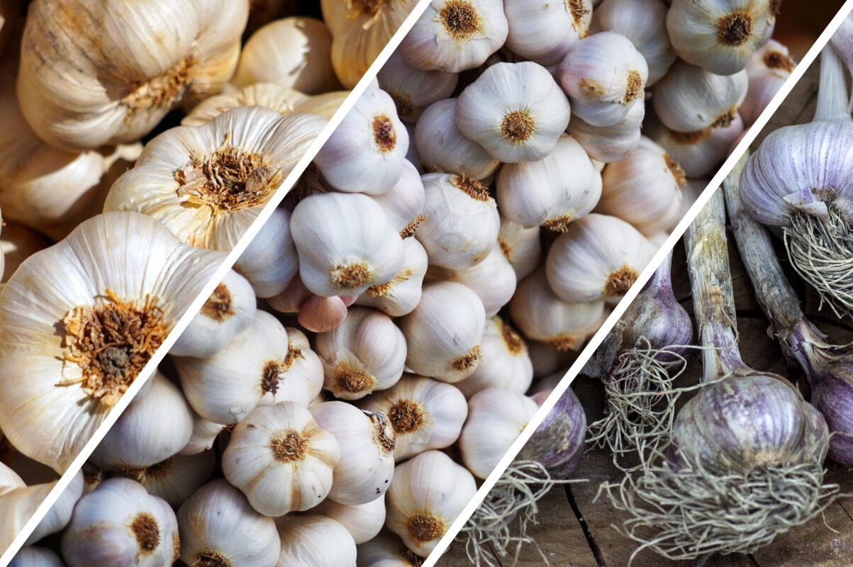 Городники розповіли, як підготувати озимий часник до холодного сезону