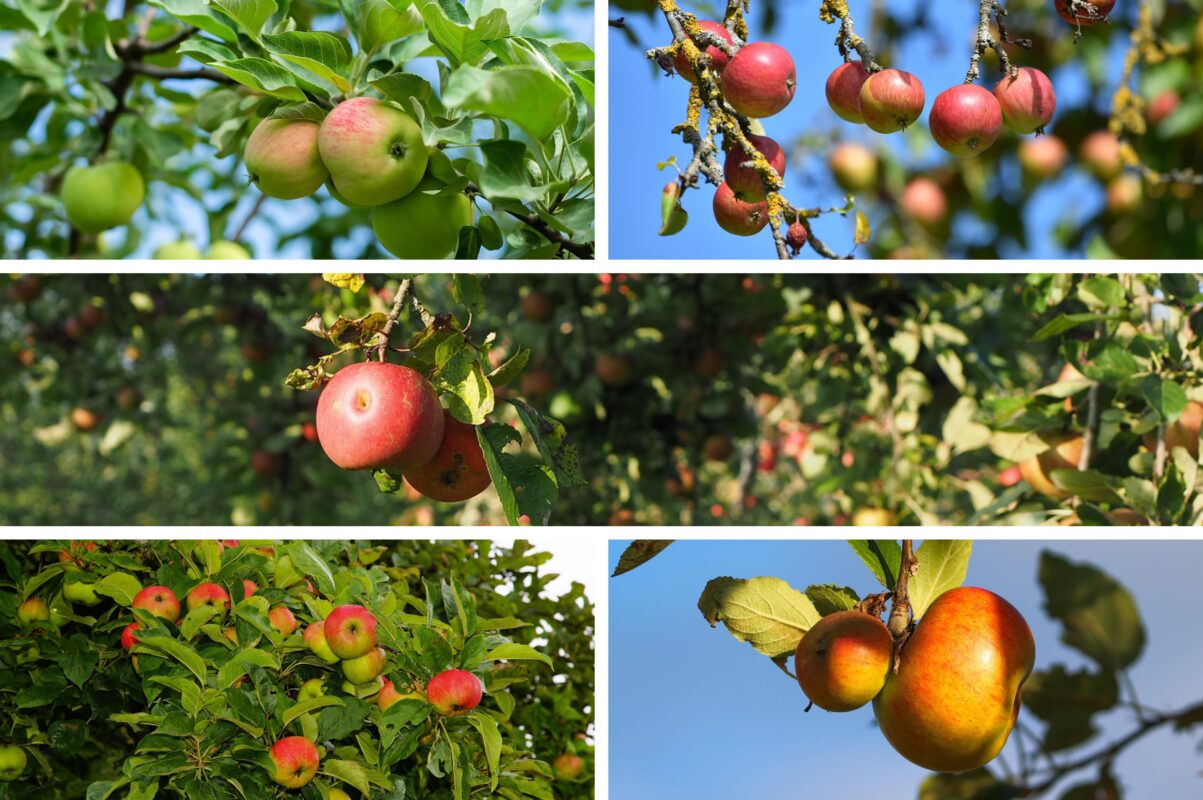 Садівники розповіли, що внести під яблуню восени для щедрого врожаю в 2026-му