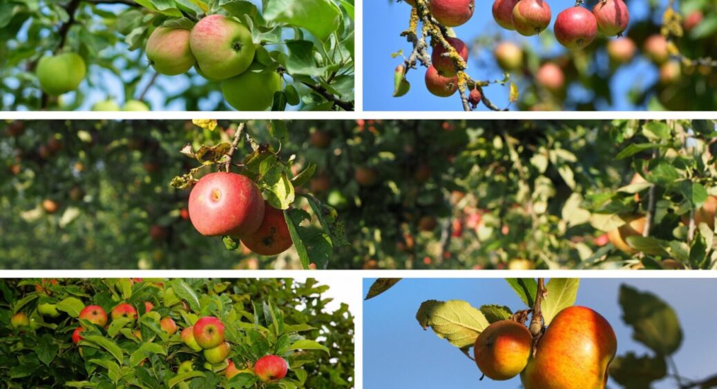 3 підживки на вибір: ось що слід внести під яблуню прямо зараз для МЕГА врожаю в 2026-му 
