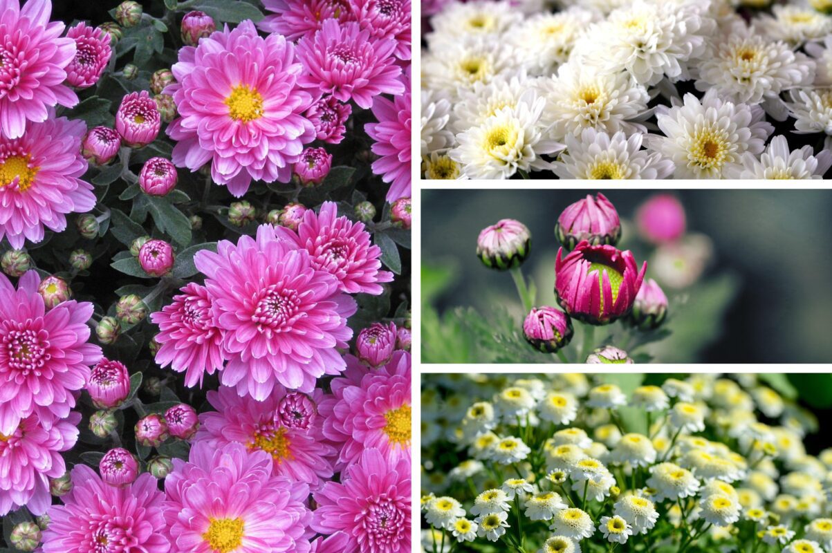 Садівники розповіли, як підготувати хризантеми до зими 2025-2026
