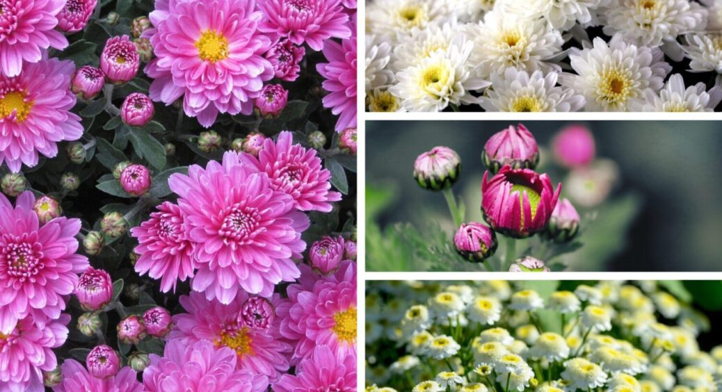 1 дія з хризантемами в березні – і цвіту на весь сад: ось чим підживити квіти навесні 