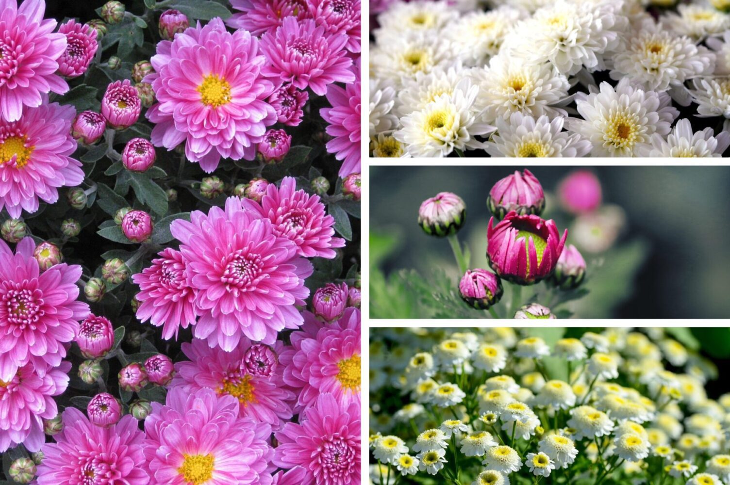 Садівники розповіли, як підготувати хризантеми до зими 2025-2026
