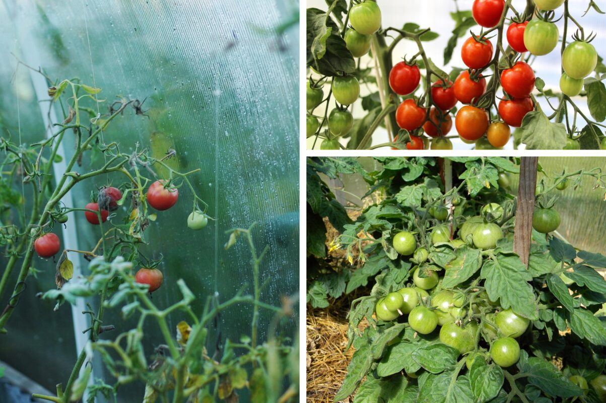 Агрономи назвали три сорти тепличних томатів для вирощування взимку