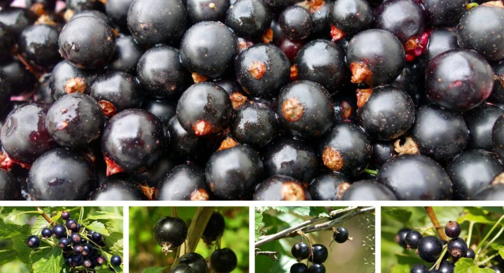 1 осіння обробка смородини зберігає кущі від підпрівання під час нестабільної зими 