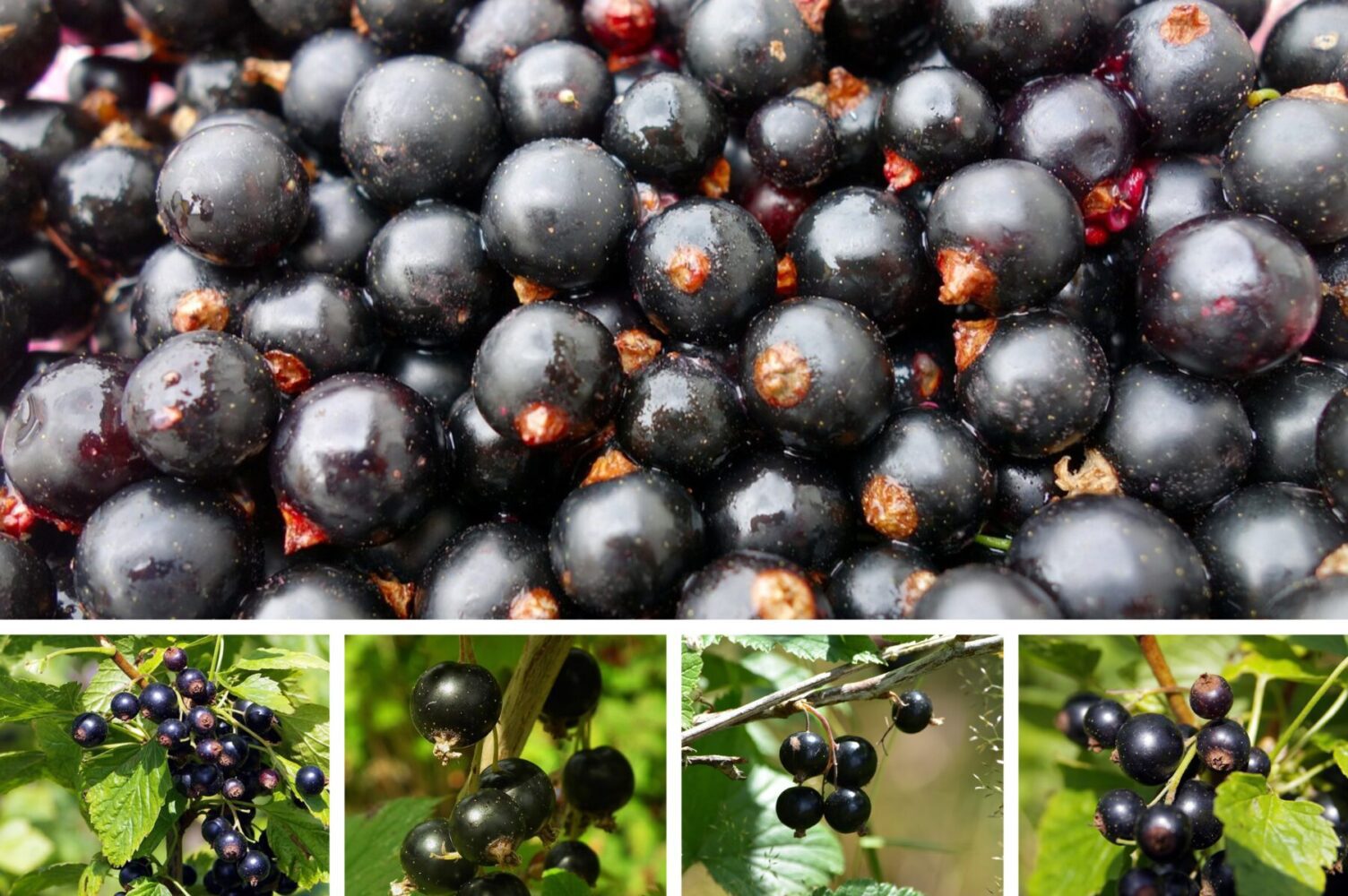 Агроном розповів, чим підживити смородину прямо зараз