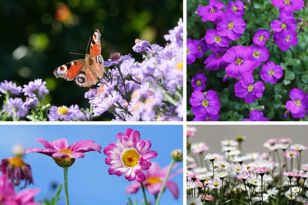 Садівники розповіли, які квіти посіяти під зиму 2025-2026