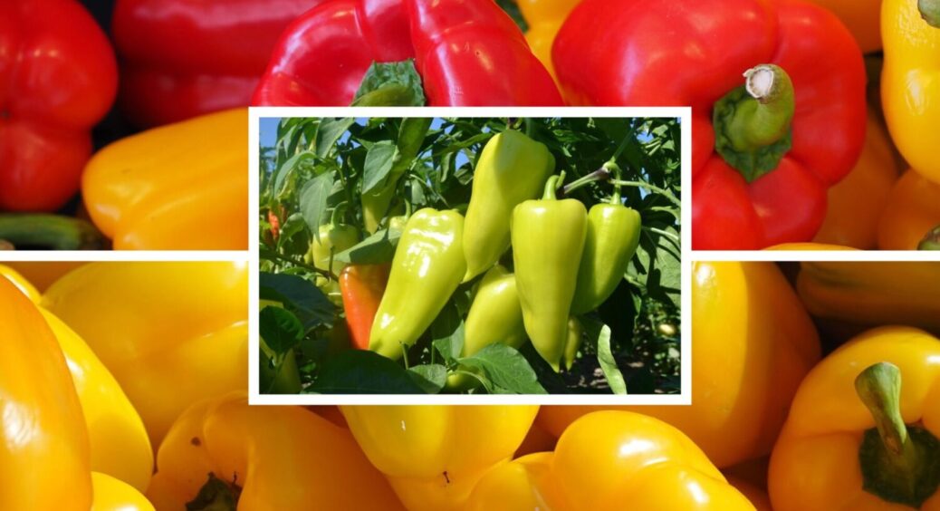 Смакують на 10 з 10, а вибагливі на 1 з 10: які 3 сорти болгарського перцю варто посадити 