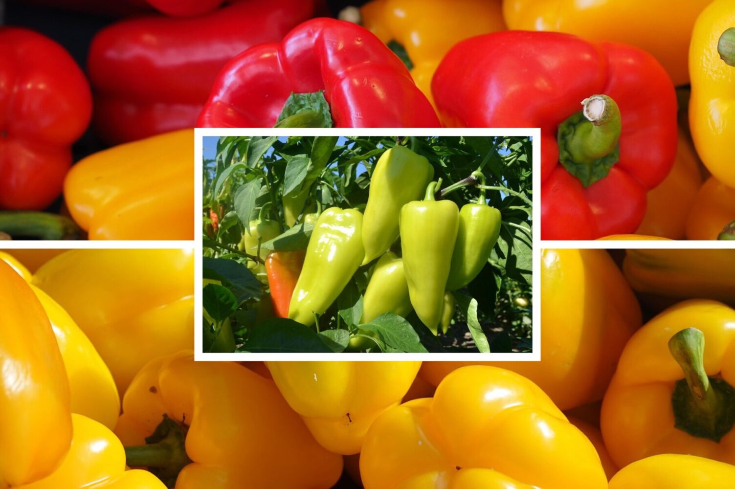 Агрономи назвали найкращі сорти перцю, які щороку дають високий врожай