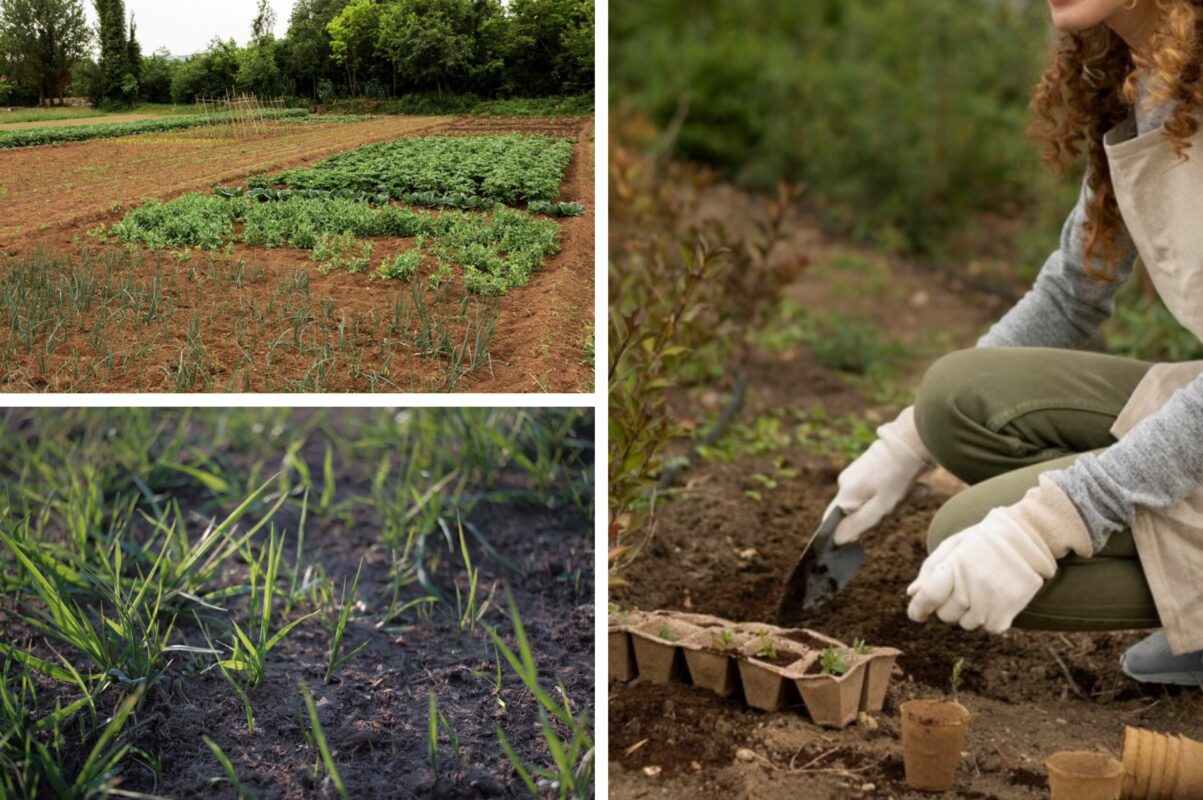 Городники розповіли, чим підживити ґрунт восени для покращення родючості
