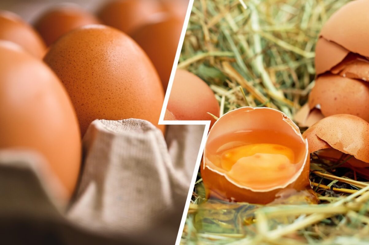 Дачники розсекретили три варіанти ефективного використання яєчної шкаралупи