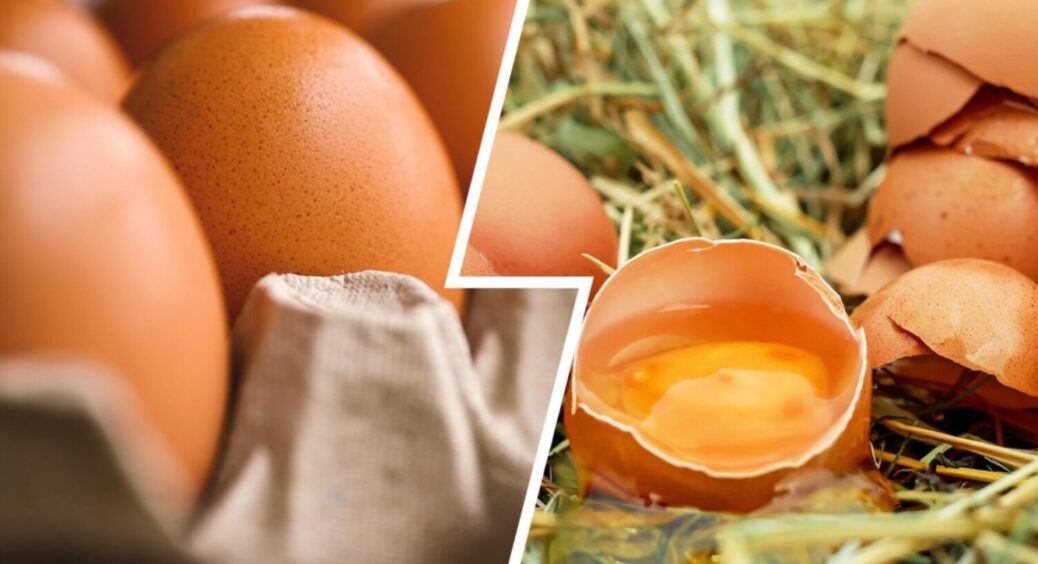 Яєчну шкаралупу більше не викидаю: 3 варіанти, як використати це “сміття” на городі 