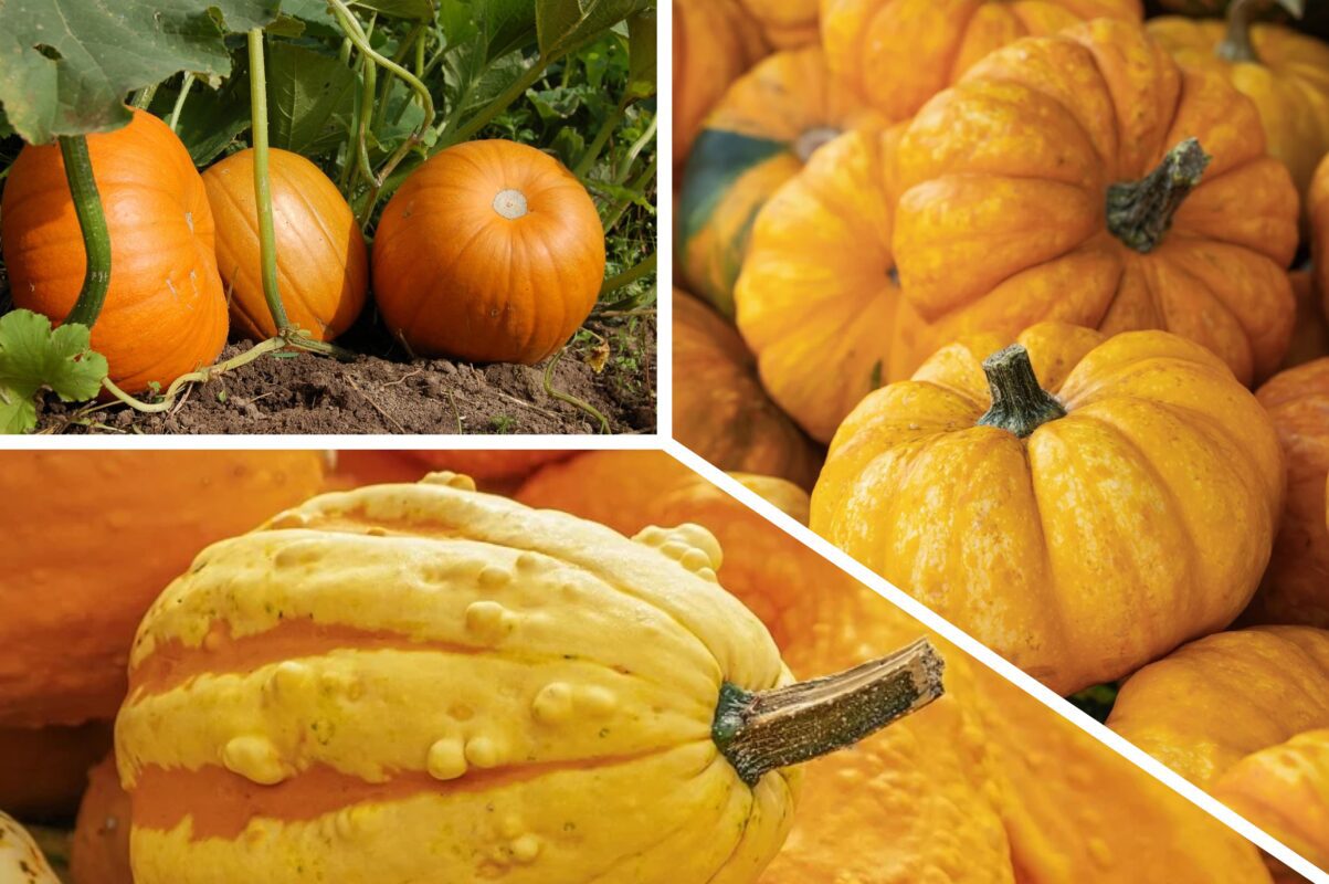 Городники розповіли, як правильно зберігати гарбузи без втрати смакових якостей