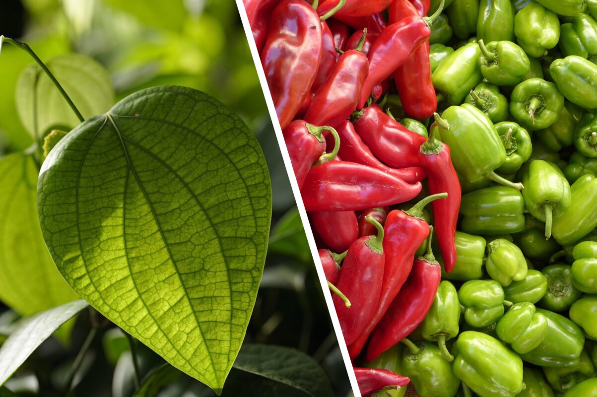 Городники розповіли, як пришвидшити проростання насіння перцю