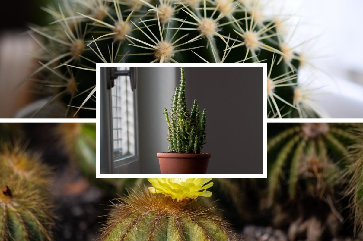 Садівники розповіли, що слід зробити з кактусом взимку – обовʼязкова процедура
