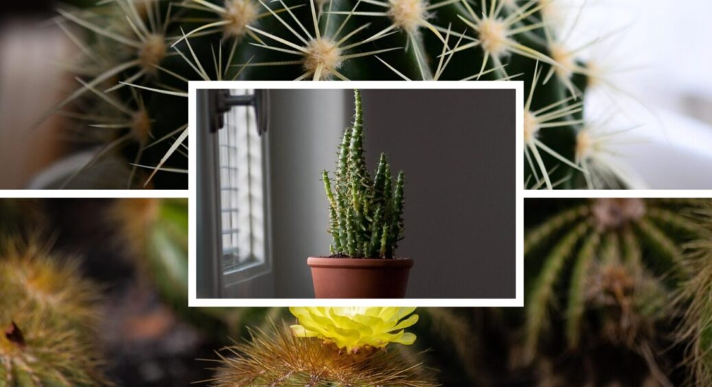 2 чайні ложки під кактус – і він буде в захваті: що потрібно рослині під час зимового періоду 