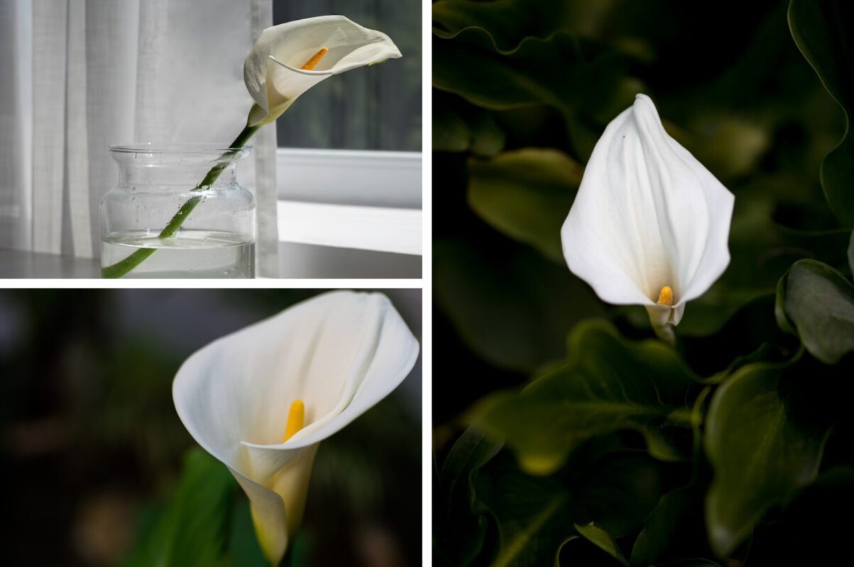 Квітникарі розповіли, що зробити з ліліями миру зараз для пишного цвіту взимку