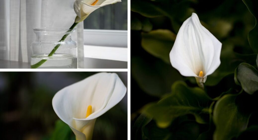 Лілії миру будуть цвісти всю зиму 24/7: 1 секретний прийом з рослиною після поливу 