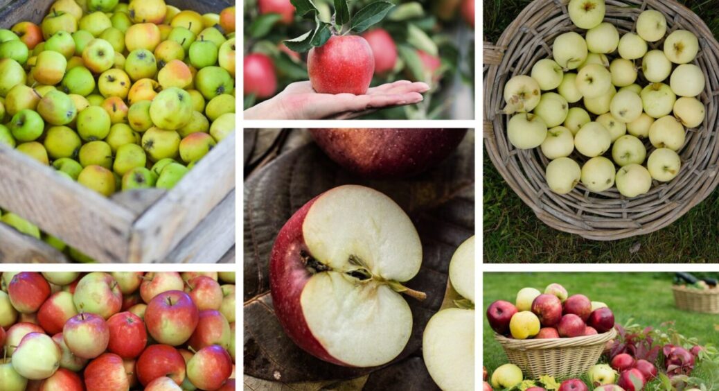 На Буковині знають прийом, завдяки якому яблука зберігаються по 8 місяців в домашніх умовах 
