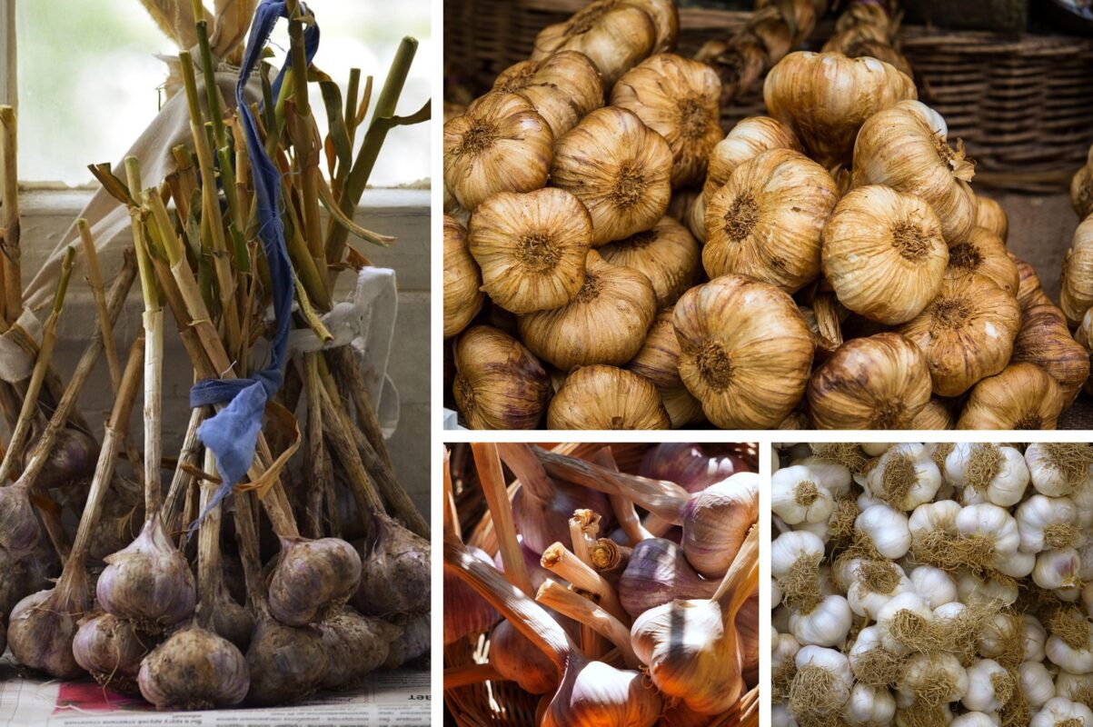 Агрономи назвали дві дати в листопаді, коли ще можна провести посадку часнику