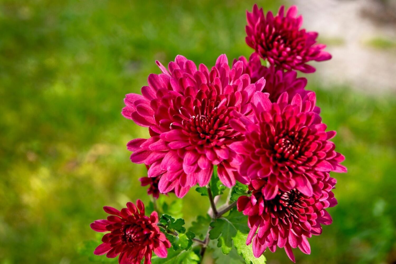 Садівники розповіли, як підготувати хризантеми до зими 2025-2026