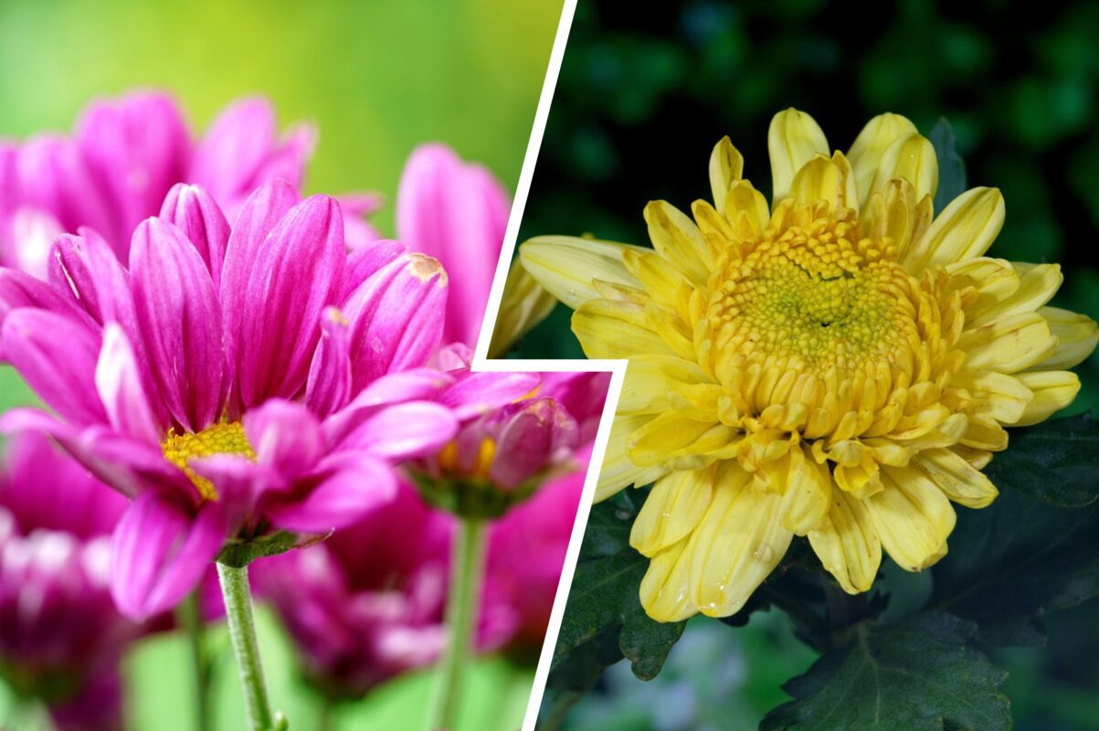 Садівники розповіли, як підготувати хризантеми до зими 2025-2026