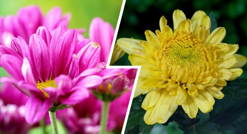 Цвіт буде рясний на 100 зі 100: ось як слід доглядати за хризантемами взимку 