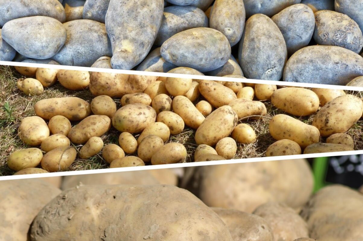 Агроном розповів, як уникнути появи дротяника біля картоплі