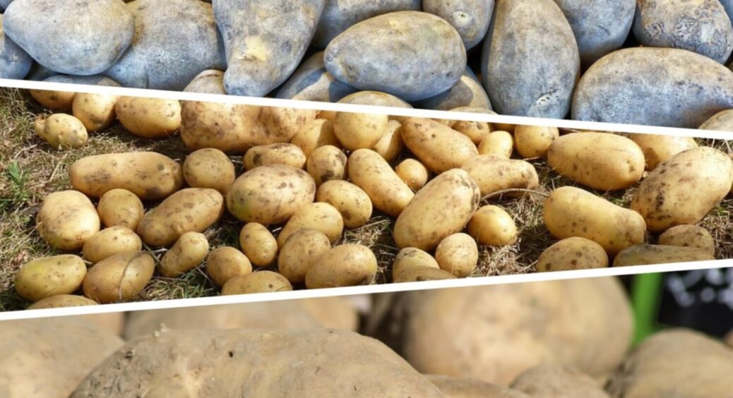 Не висаджуйте ці 9 сортів: яка картопля дає несмачні, дрібні й водянисті бульби 
