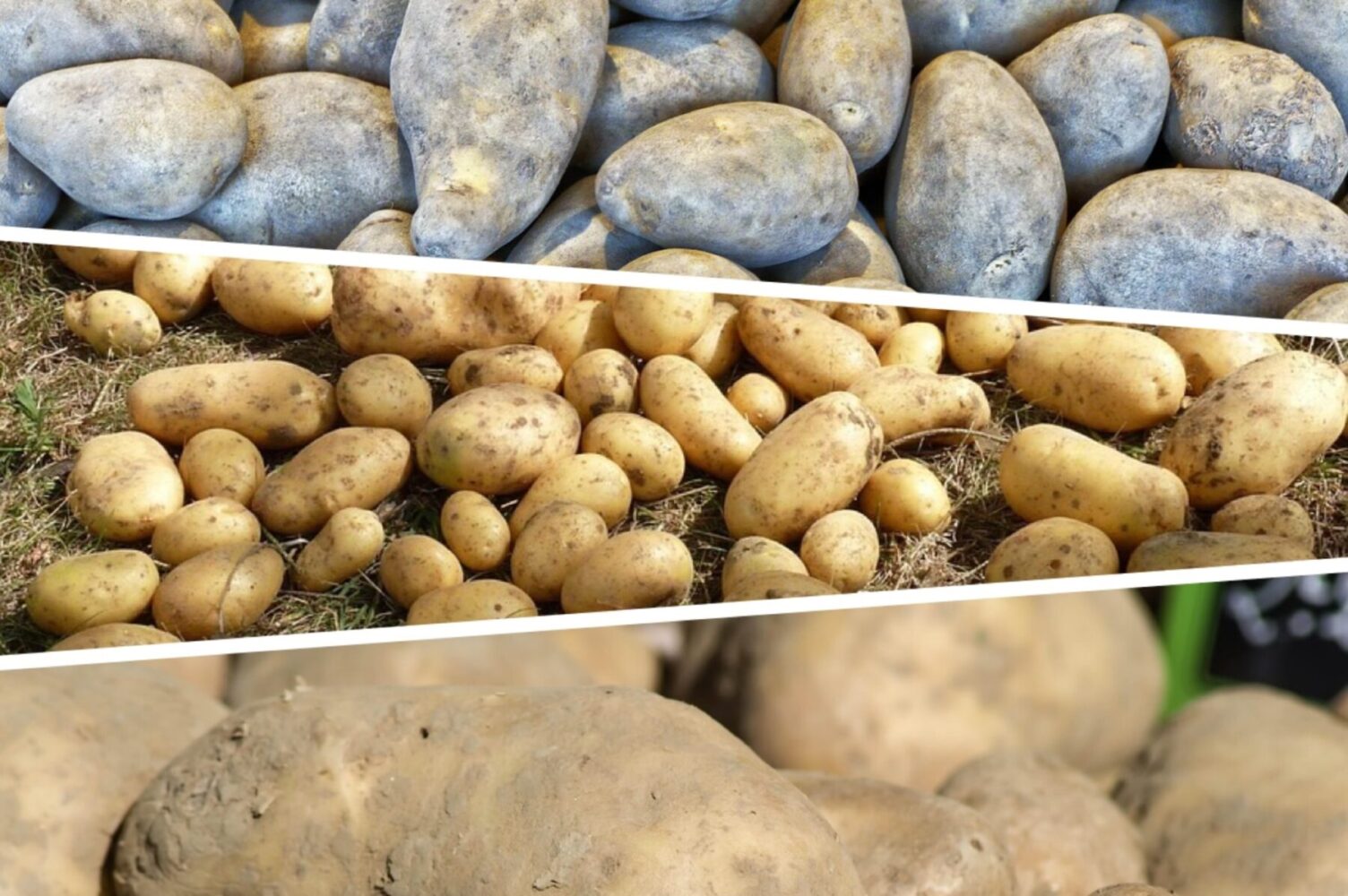 Агроном розповів, як уникнути появи дротяника біля картоплі