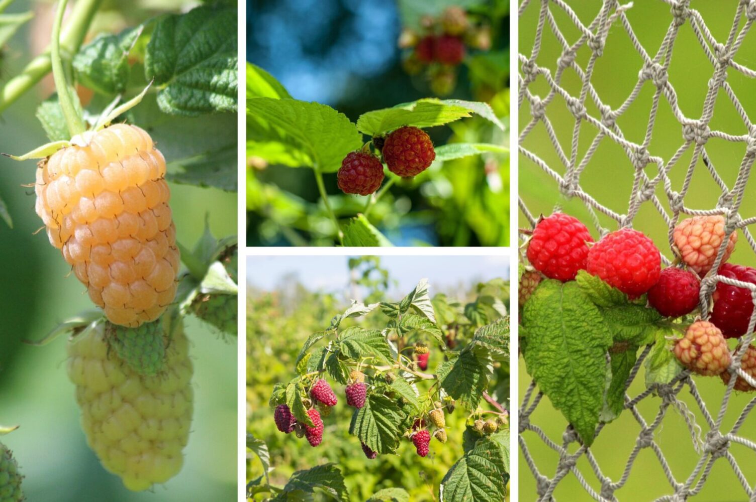 Садівники розповіли, як захистити малину від морозів і зібрати рясний врожай