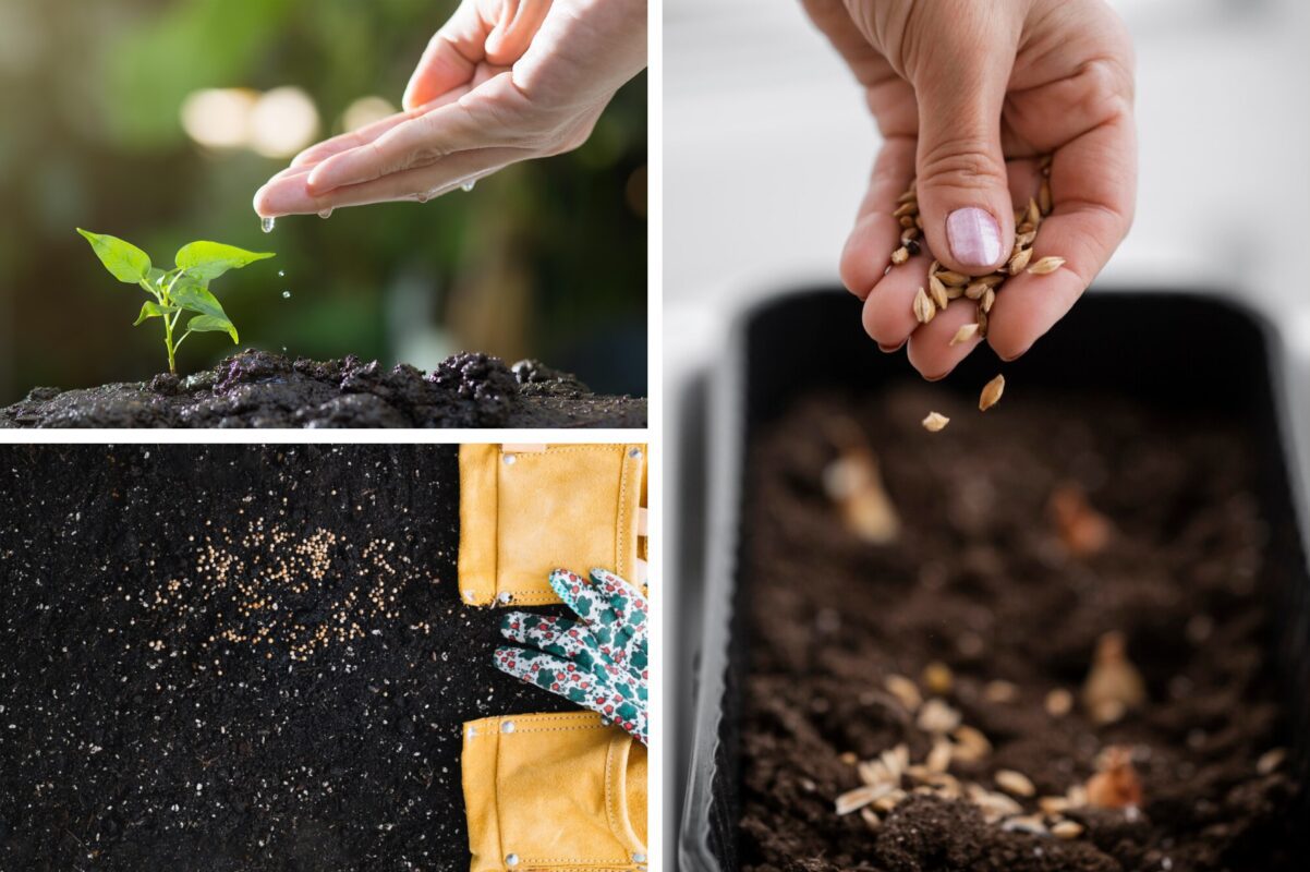 Дачники розповіли, як правильно зберігати насіння городніх культур