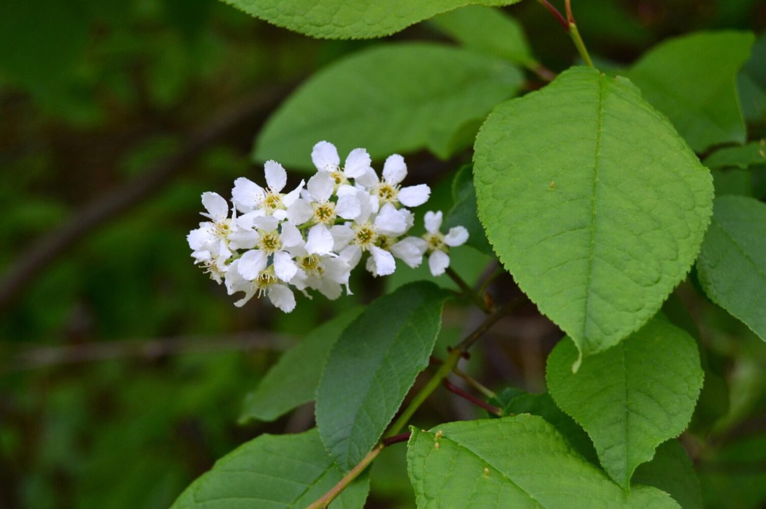 Садівники розсекретили дерево, яке притягує всіх шкідників і проблеми